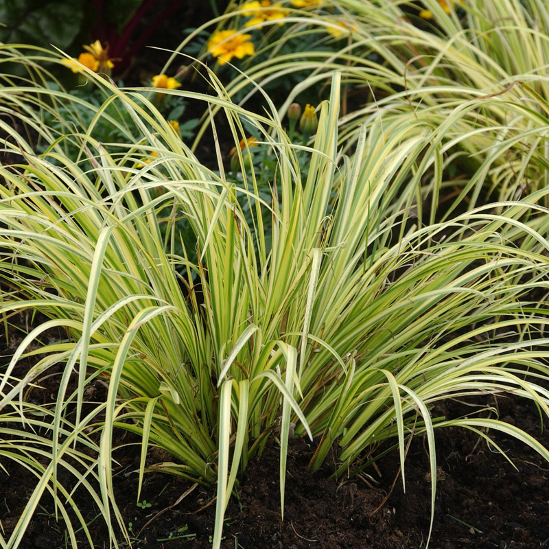 Artikelbild 3 des Artikels “Gras-Kalmus, gelb-grün “