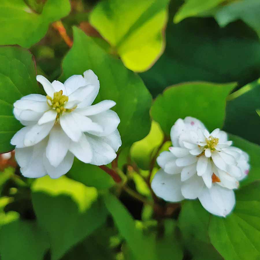 Artikelbild 3 des Artikels “Houttuynie, gefüllt “