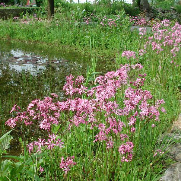 Artikelbild 3 des Artikels “Kuckuckslichtnelke “