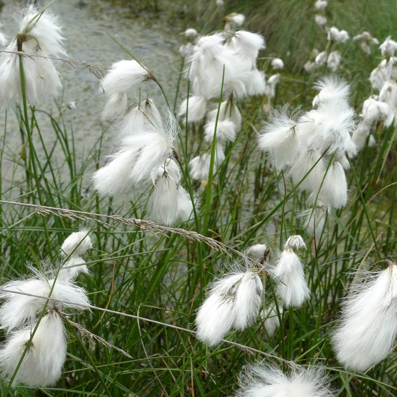 Artikelbild 3 des Artikels “Schmalblättriges Wollgras “