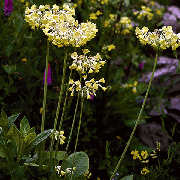 Artikelbild 3 des Artikels “Glocken-Primel “
