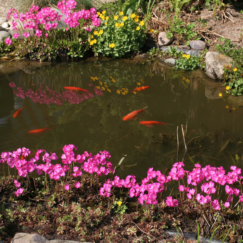 Artikelbild 3 des Artikels “Rosen-Primel “