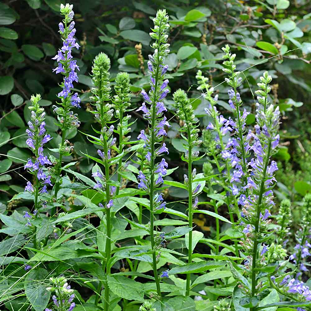 Artikelbild 3 des Artikels “Wasser-Lobelie, blau “