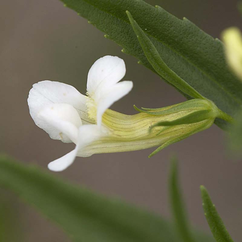 Artikelbild 3 des Artikels “Gottes-Gnadenkraut “
