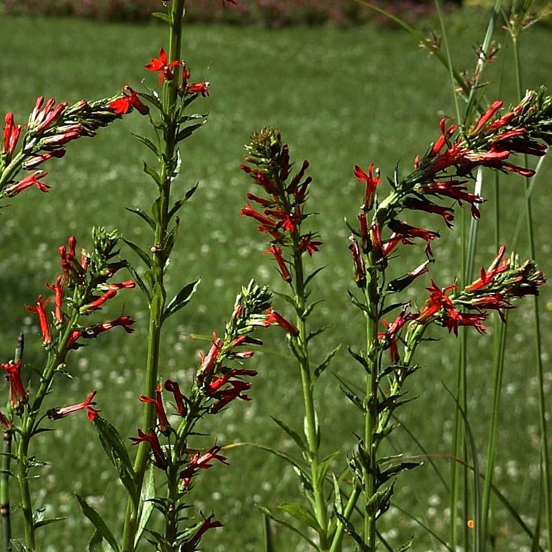 Artikelbild 3 des Artikels “Wasser-Lobelie, rot “