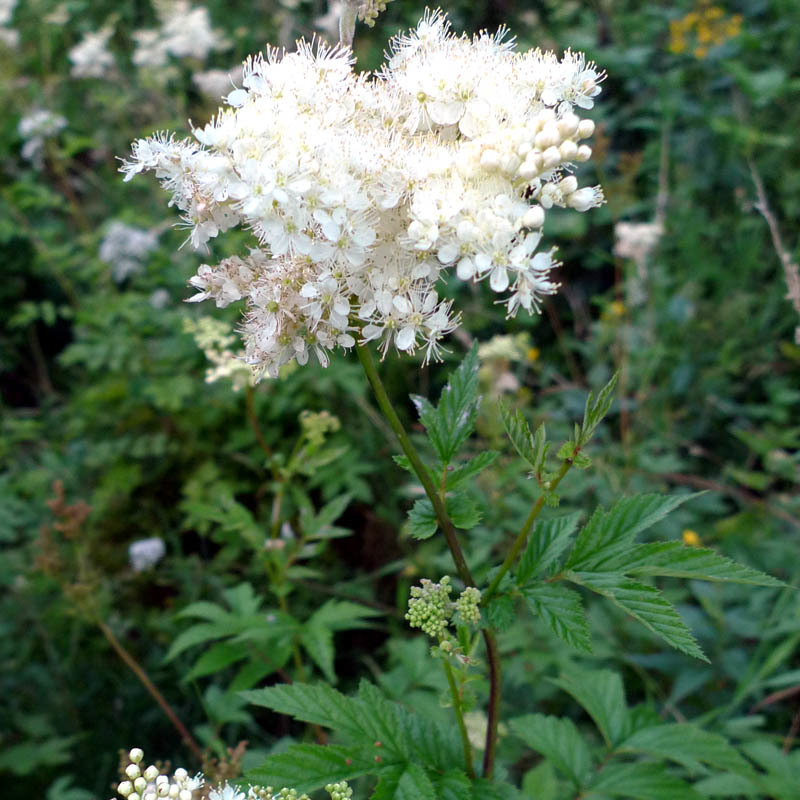 Artikelbild 3 des Artikels “Mädesüß “