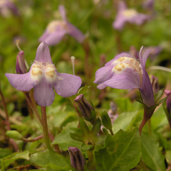 Artikelbild 3 des Artikels “Lippenmäulchen, blau “