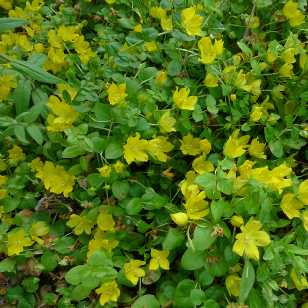 Artikelbild 3 des Artikels “Pfennigkraut “