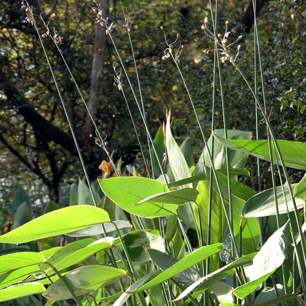 Artikelbild 3 des Artikels “Thalia “