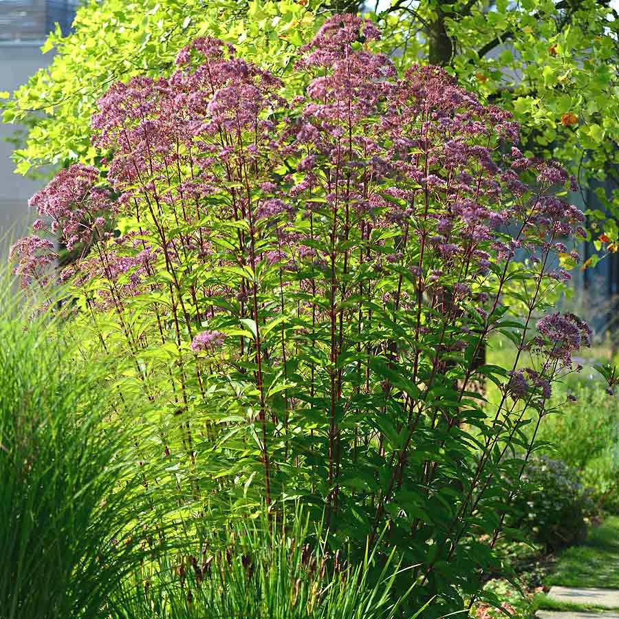 Artikelbild 3 des Artikels “Dost, weinrot “