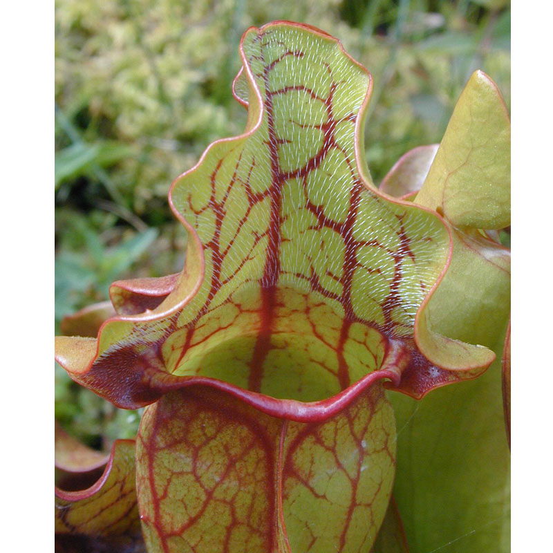 Artikelbild 3 des Artikels “Schlauchpflanze, rot “