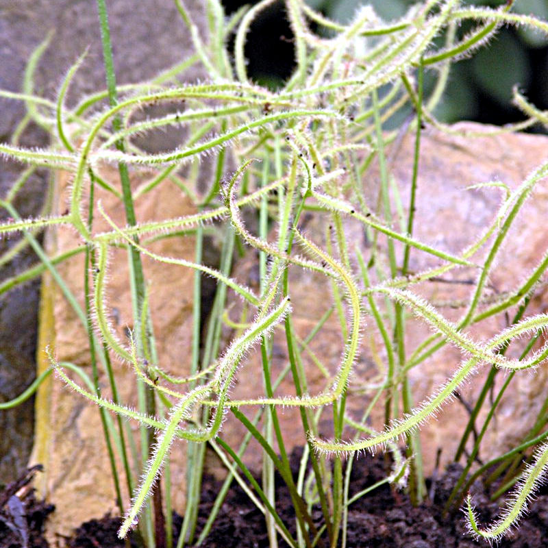 Artikelbild 3 des Artikels “Sonnentau “