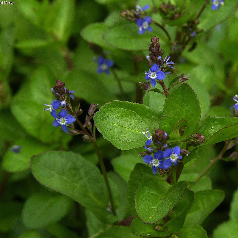Artikelbild 3 des Artikels “Natur-Teichpflanzen 125 “