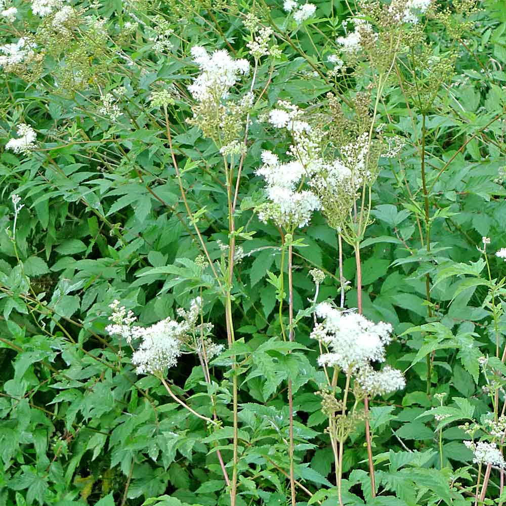 Artikelbild 3 des Artikels “Hohe Feuchtzone “