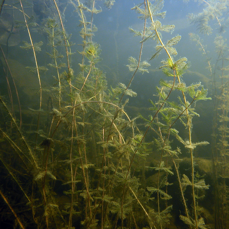 Artikelbild 3 des Artikels “Unterwasser-Pflanzen-Sortiment 5 Portionen für ca. 5 m²“