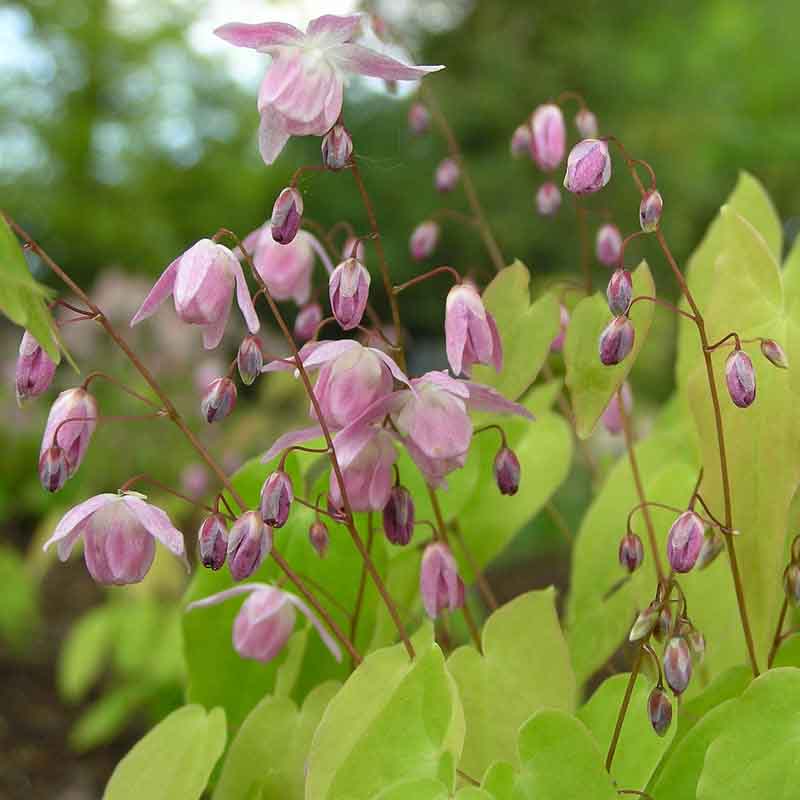 Artikelbild 4 des Artikels “Halbschatten-Stauden niedrig Nr. 1 “