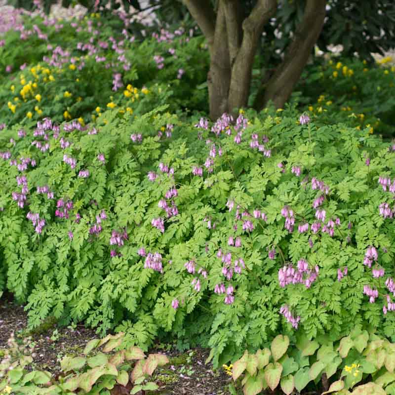 Artikelbild 4 des Artikels “Halbschatten-Stauden niedrig Nr. 2 “