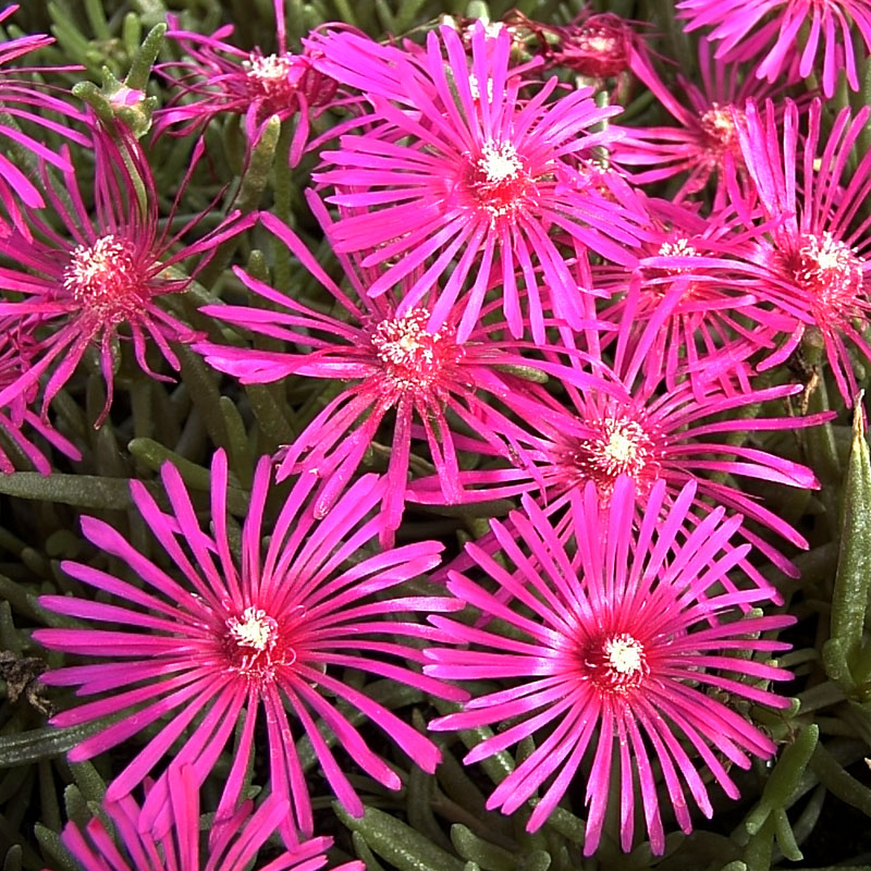 Artikelbild 4 des Artikels “Die wiederkehrende rosa Pracht “