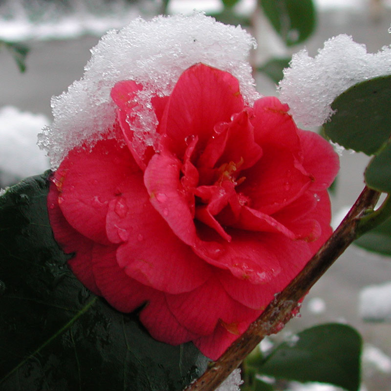 Artikelbild 4 des Artikels “Die wiederkehrende rote Pracht “