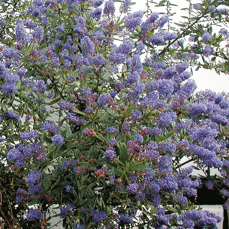Artikelbild 4 des Artikels “Die wiederkehrende blaue Pracht “