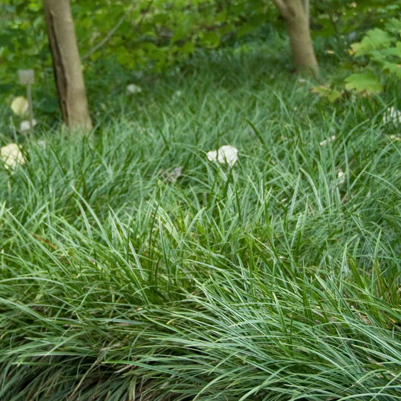 Artikelbild 4 des Artikels “Rhododendron-Unterpflanzung weiß “