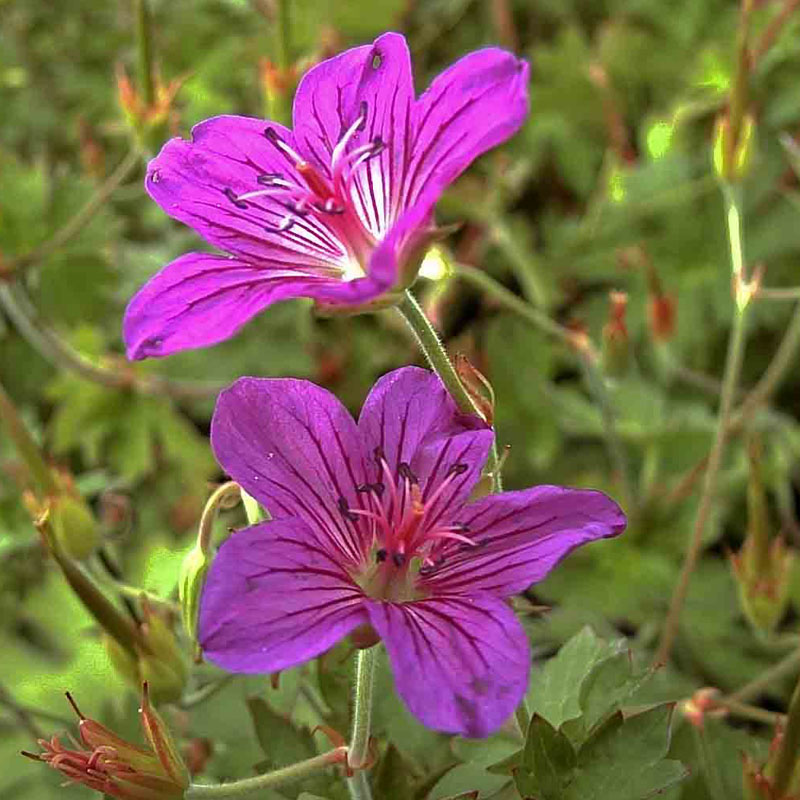 Artikelbild 4 des Artikels “Rhododendron-Unterpflanzung rosa / violett “