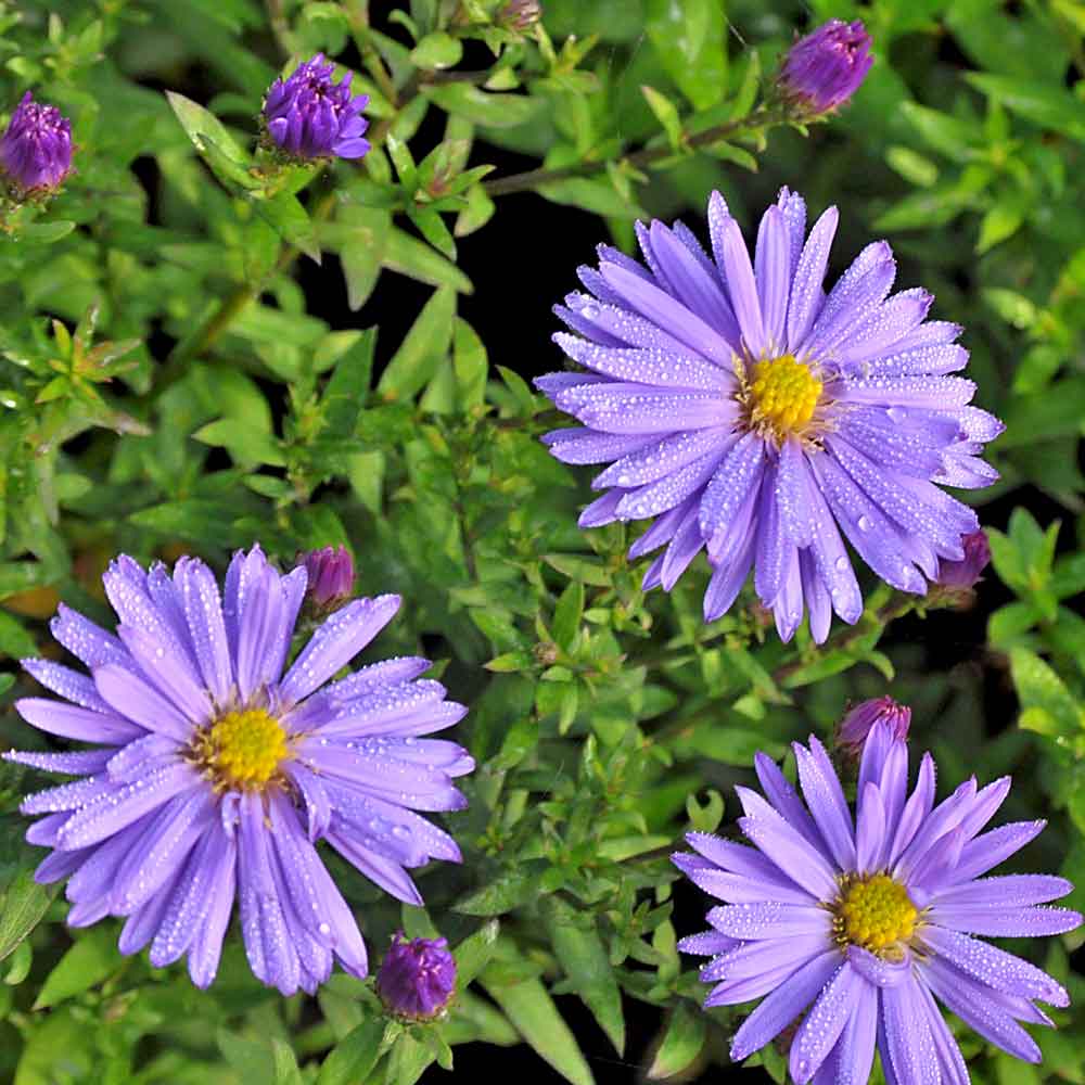 Artikelbild 4 des Artikels “Herbstkissen-Aster, blauviolett “