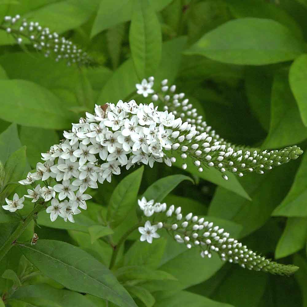 Artikelbild 4 des Artikels “Rispen-Felberich, weiß “