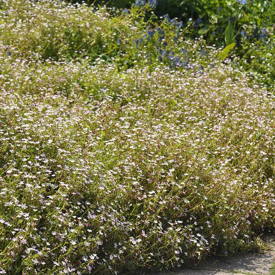 Artikelbild 4 des Artikels “Sibirisches Quellkraut “