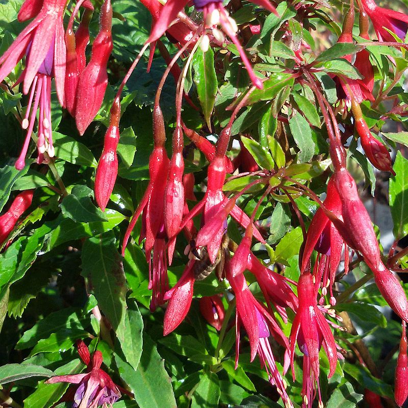 Artikelbild 4 des Artikels “Freiland-Fuchsie, rot “