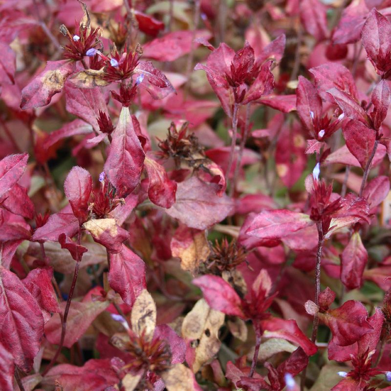 Artikelbild 4 des Artikels “Bleiwurz “