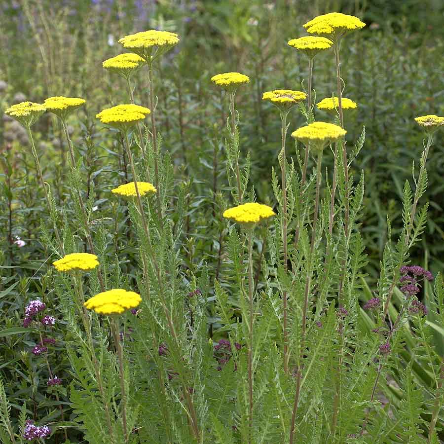 Artikelbild 4 des Artikels “Schafgarbe, gelb “