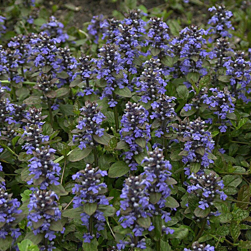 Artikelbild 4 des Artikels “Günsel, blau “