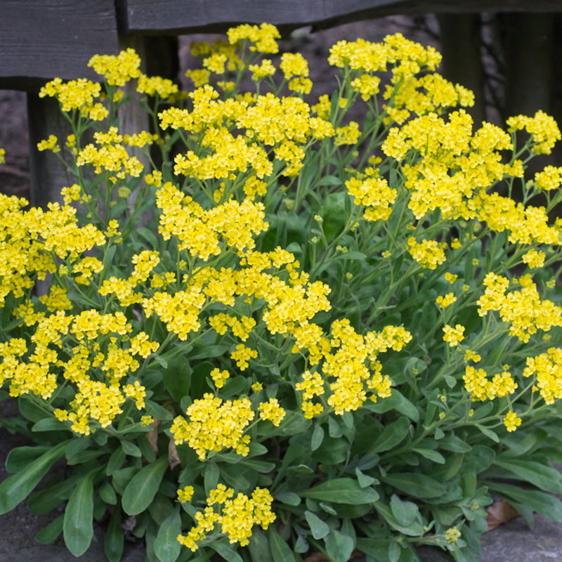 Artikelbild 4 des Artikels “Steinkraut, hellgelb “