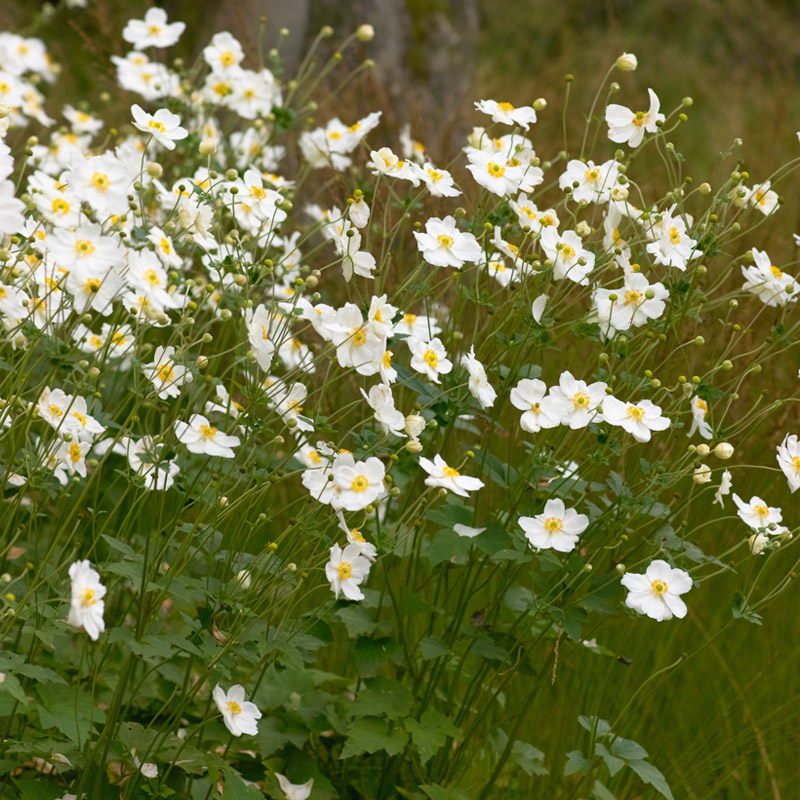 Artikelbild 4 des Artikels “Herbst-Anemone, weiß “