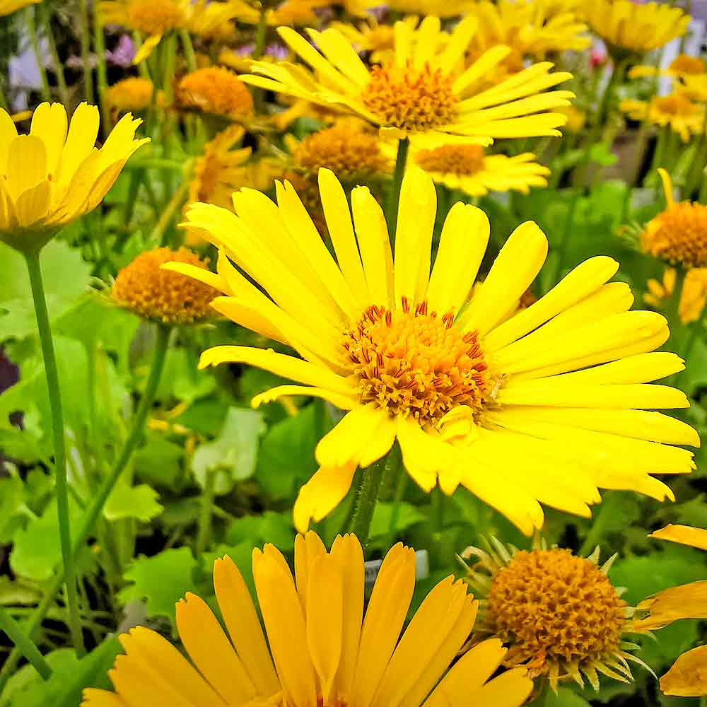 Artikelbild 4 des Artikels “Gemswurz “