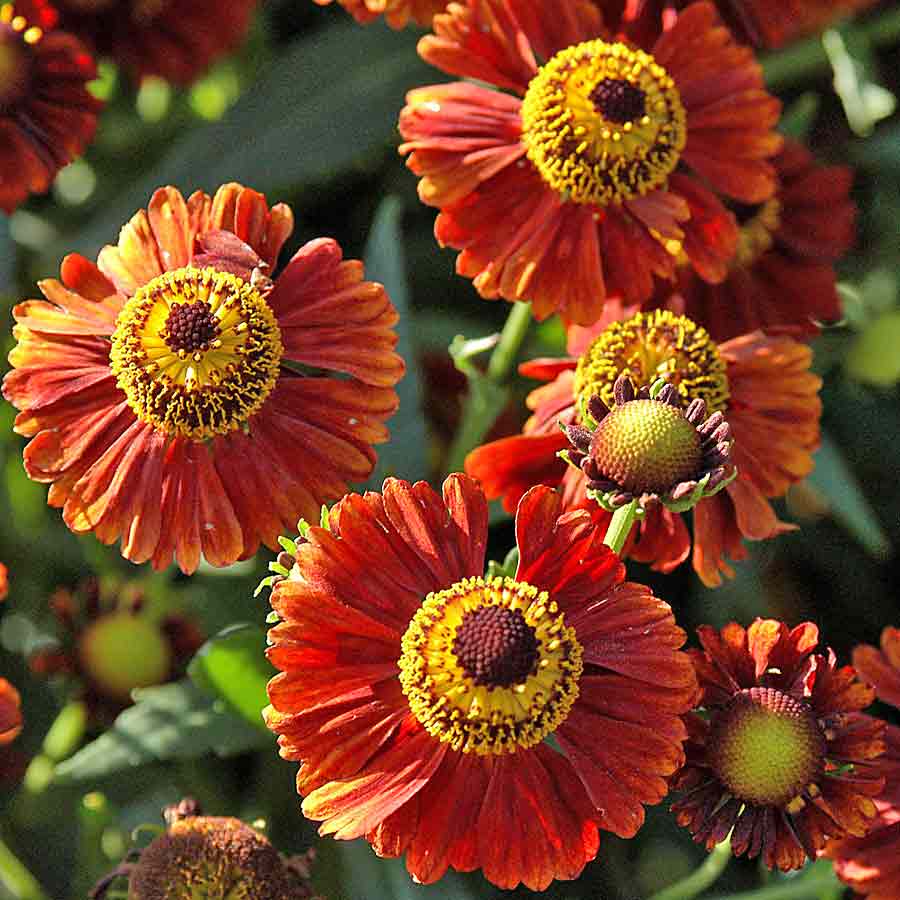 Artikelbild 4 des Artikels “Sonnenbraut, kupferrot “