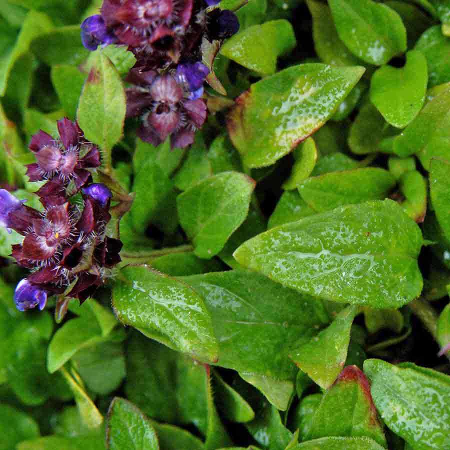 Artikelbild 4 des Artikels “Braunelle, violettblau “