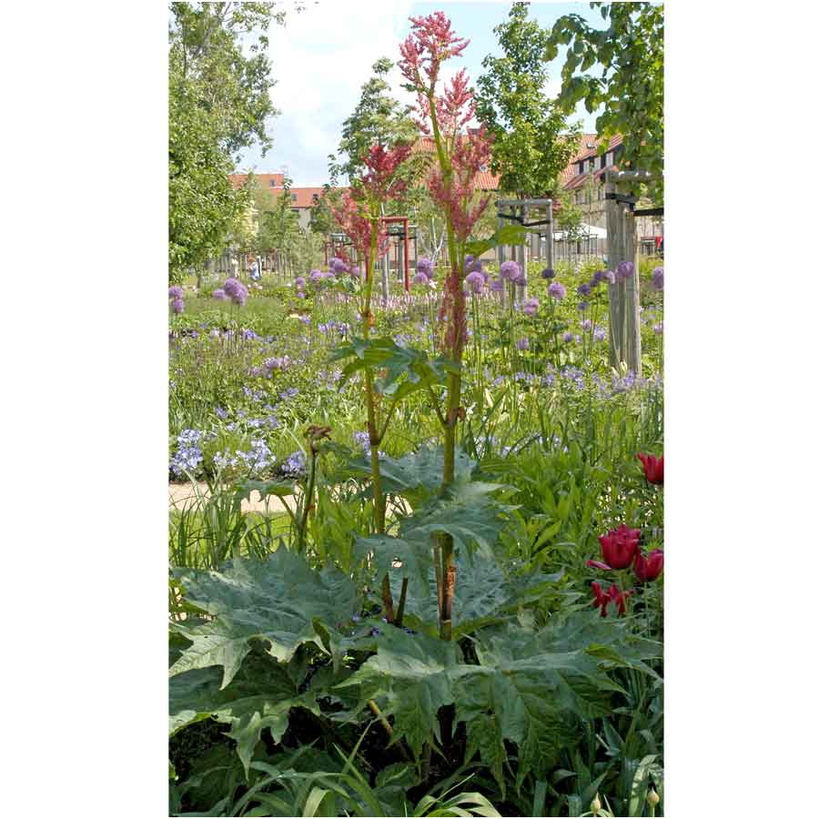 Artikelbild 4 des Artikels “Zier-Rhabarber “