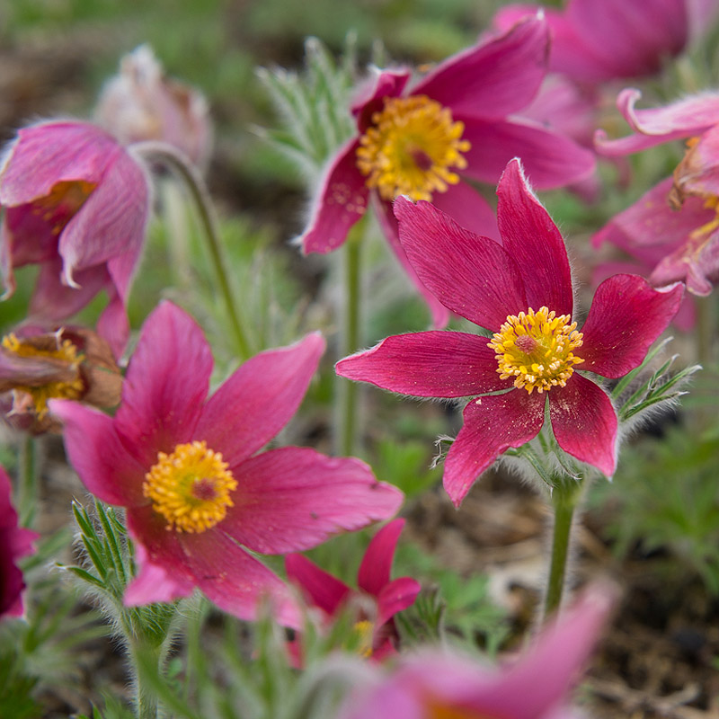 Artikelbild 4 des Artikels “Küchenschelle, rot “