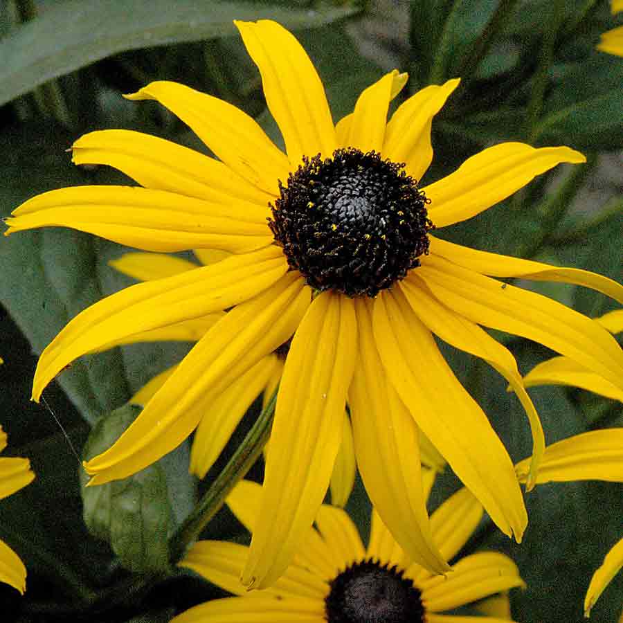 Artikelbild 4 des Artikels “Sonnenhut, gelb-schwarz “