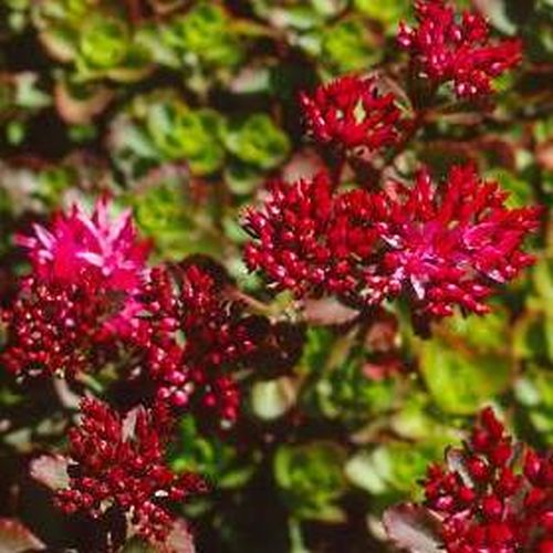 Artikelbild 4 des Artikels “Fetthenne, rot “