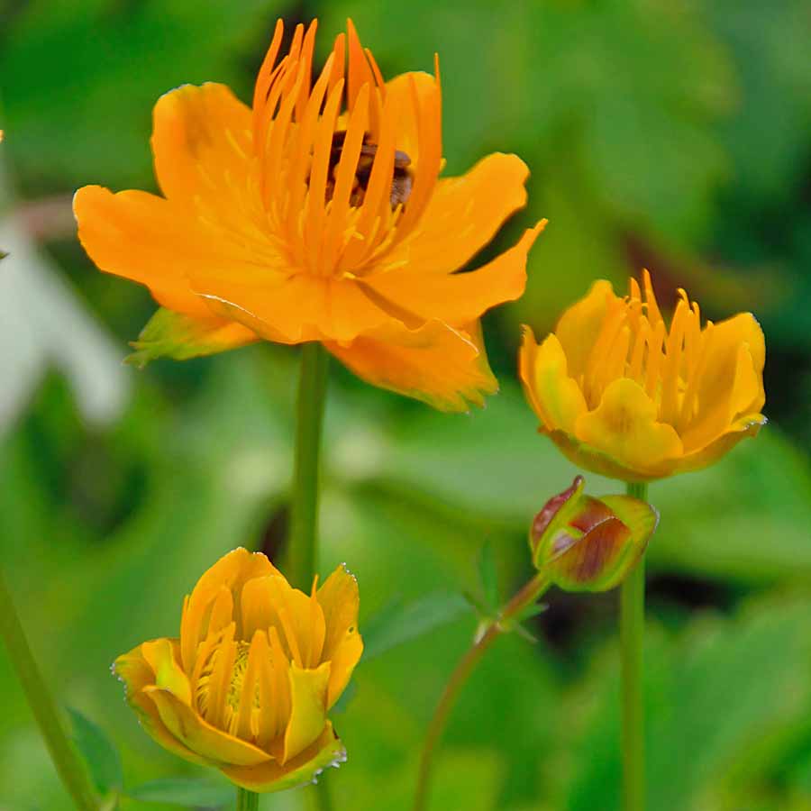 Artikelbild 4 des Artikels “Trollblume “