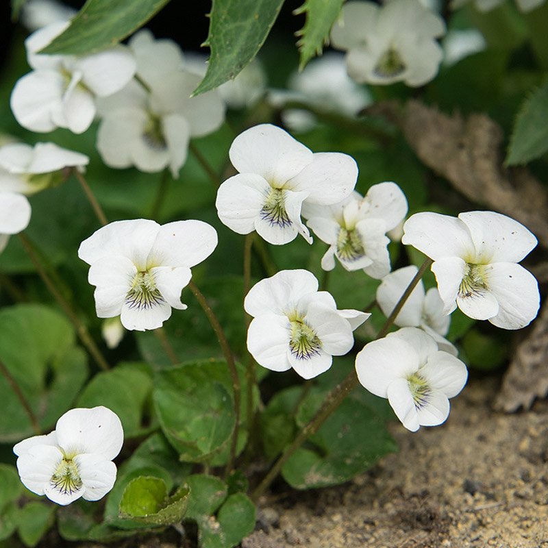 Artikelbild 4 des Artikels “Pfingst-Veilchen, weiß “