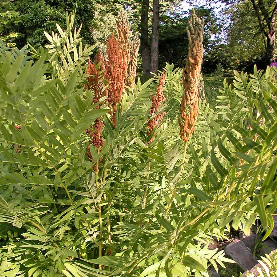 Artikelbild 4 des Artikels “Königsfarn, Wildform “