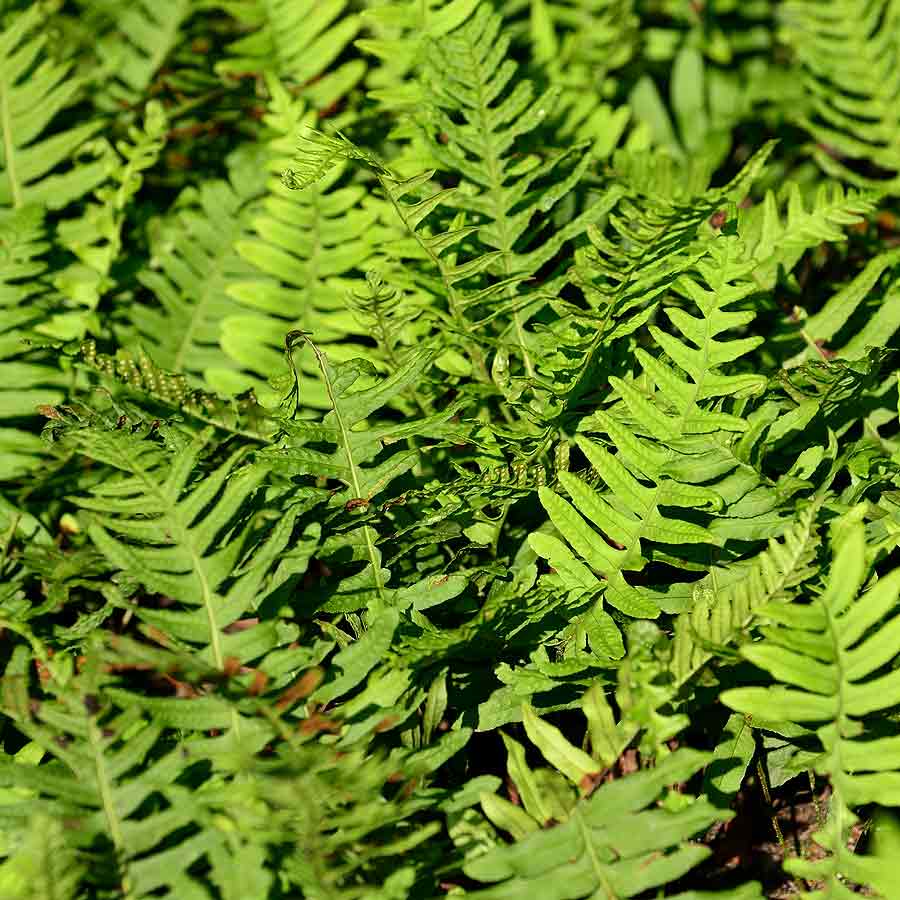 Artikelbild 4 des Artikels “Tüpfelfarn “