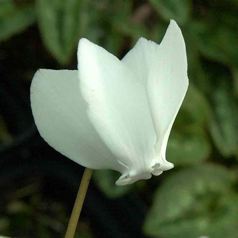 Artikelbild 4 des Artikels “Mini-Alpenveilchen, weiß “