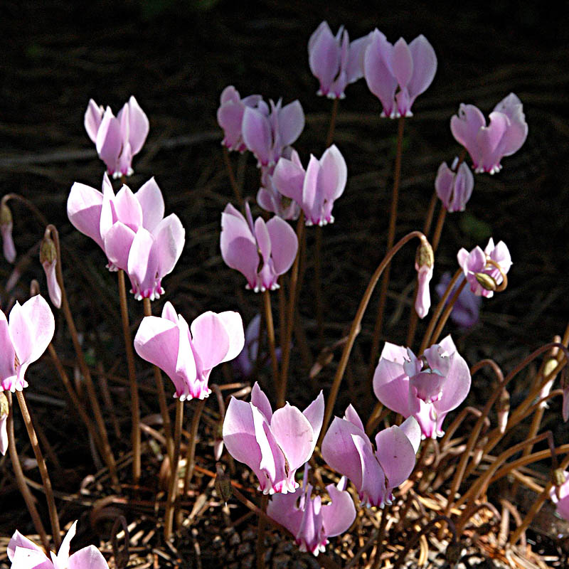 Artikelbild 4 des Artikels “Mini-Alpenveilchen, rosa “