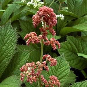 Artikelbild 4 des Artikels “Schaublatt “