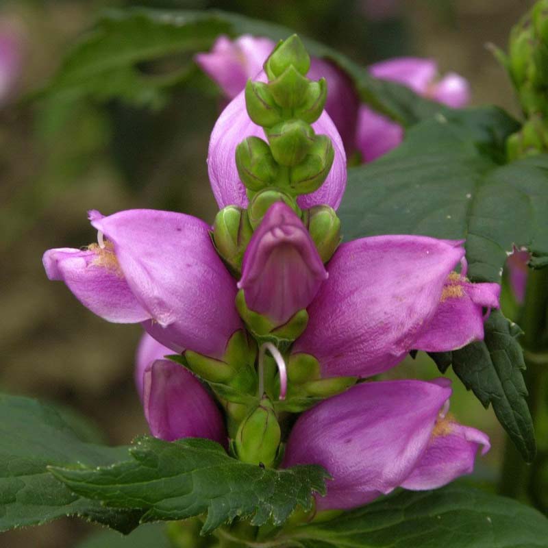 Artikelbild 4 des Artikels “Schlangenkopf, rosa “